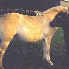 Fjordhest Fjella *solgt*