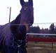 Anden særlig race Hr. Nilson