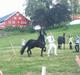 Frieser Ster hingsten Fenaro
