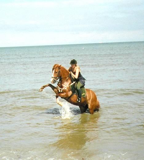 Anden særlig race Flicka - Flicka og mig der ligger og leger lidt ved stranden. billede 2