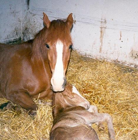 Anden særlig race Ning - Det er fra Ning barndom. Ning er ca 4-5 timer gammel på dette billed. billede 13