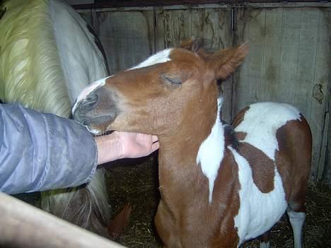 Pinto Mery Poppins billede 1