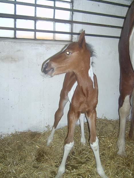 Pinto Mery Poppins billede 2