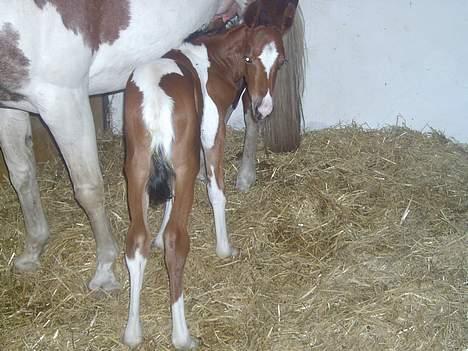 Pinto Mery Poppins billede 3
