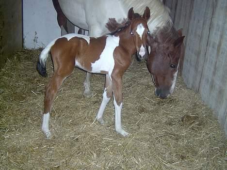 Pinto Mery Poppins billede 4