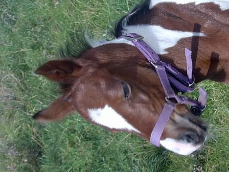 Pinto Mery Poppins billede 6