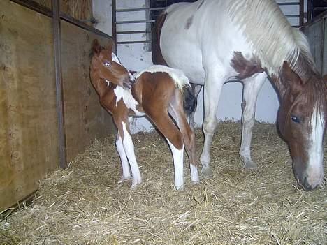 Pinto Mery Poppins billede 7