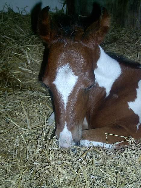 Pinto Mery Poppins billede 8