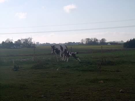 Pinto Mery Poppins billede 10