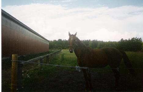 Dansk Varmblod hessie (efterlyses) billede 1