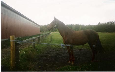 Dansk Varmblod hessie (efterlyses) billede 2