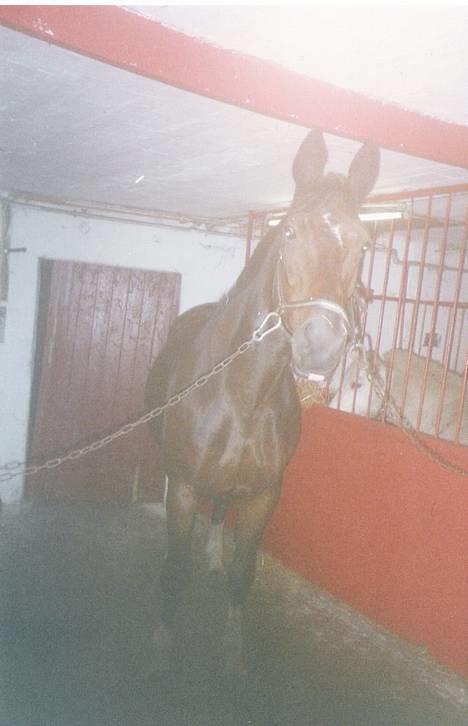 Hannoveraner amazing fay(efterlyses) billede 1