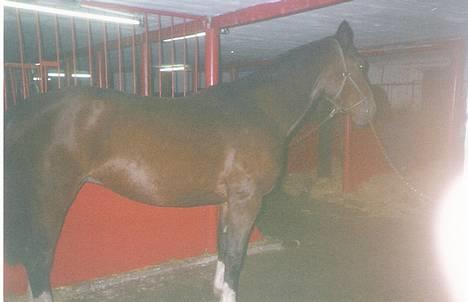 Hannoveraner amazing fay(efterlyses) billede 2