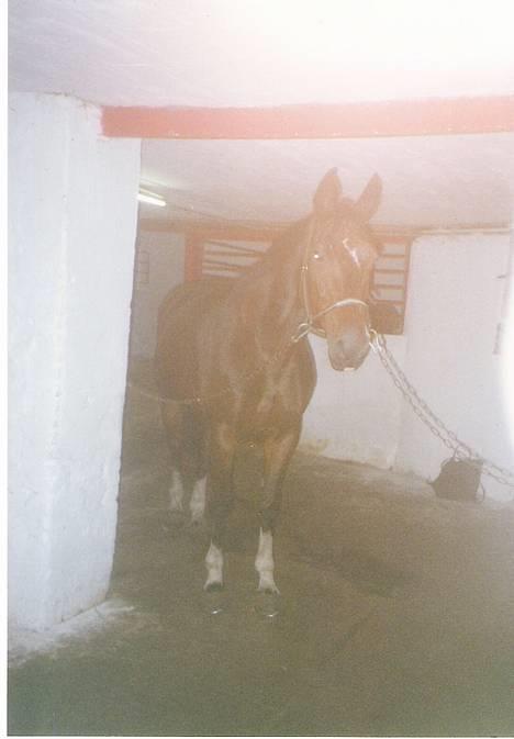 Hannoveraner amazing fay(efterlyses) billede 3