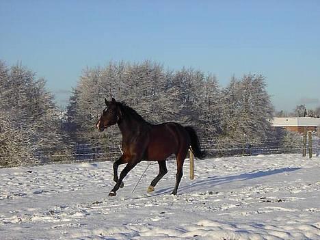 Hannoveraner Ginny Alfarvad Z  - En fri trav ned af bakken, to dage før hun skulle væk piv piv billede 10