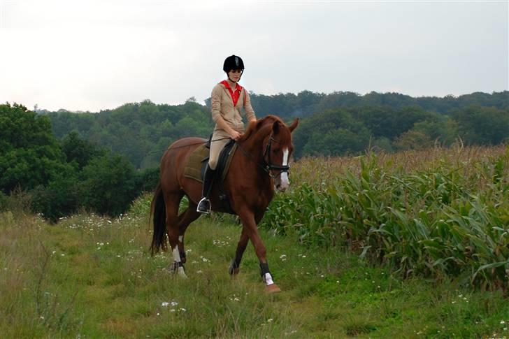 Dansk Varmblod Tjørnely's Cometessa <3 - Cometessa og jeg på tur. <3 Igen taget af Tine Clausen d. 20/9-2008 billede 7