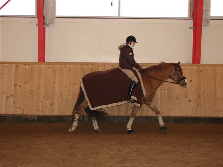 Dansk Varmblod Tjørnely's Cometessa <3 - Cometessa og jeg skridter varm d. 28/12-2007 billede 8