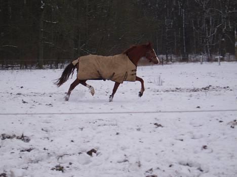 Dansk Varmblod Tjørnely's Cometessa <3 - Nåårh.. Se lige hendes gang! Min lille dressurstjerne! <3 billede 9