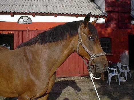 Oldenborg Julie -Julle billede 6