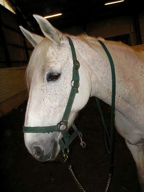 Anden særlig race Jackie - Happy ;-D billede 9