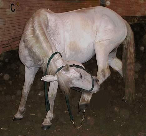 Anden særlig race Jackie - Det klør :-) billede 8