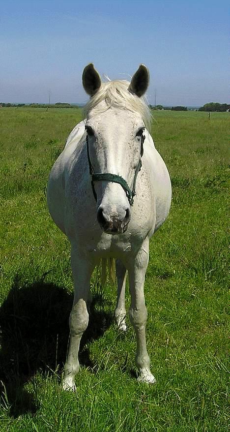 Anden særlig race Jackie - Et af de sidste billeder af hende je gfik tager inde hun døde :´( billede 3