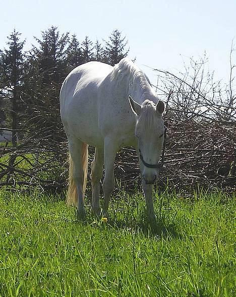 Anden særlig race Jackie - Weeeeee : ) Dejligt med noget GRÆS :) <3 billede 6