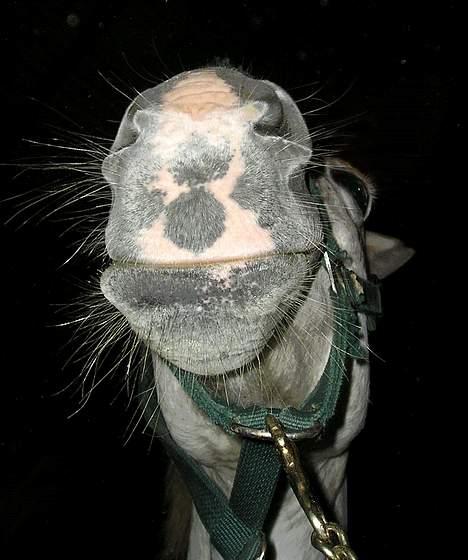 Anden særlig race Jackie - Mule-billede billede 7