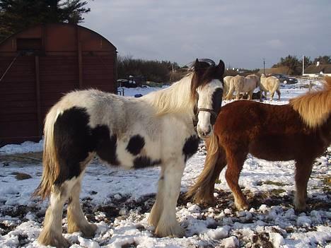 Tinker Milena  billede 10