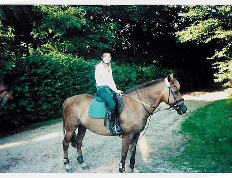 New Forest Alfa - Dette billede er taget en dag, hvor vi red i skoven. billede 1