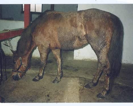 New Forest Alfa - Alfa lige kommet ind fra marken og har rullet sig i den største muderpøl der var på marken,, billede 5