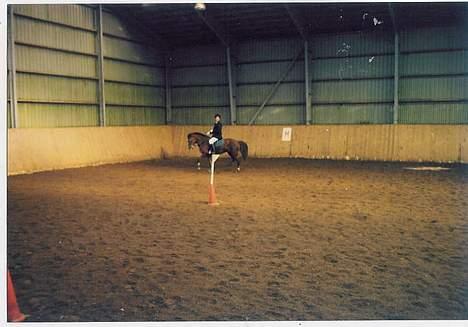 New Forest Alfa - Til endnu et stævne i Thyregod. billede 6