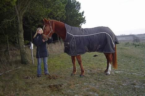 Traver Dream Haldbak billede 3