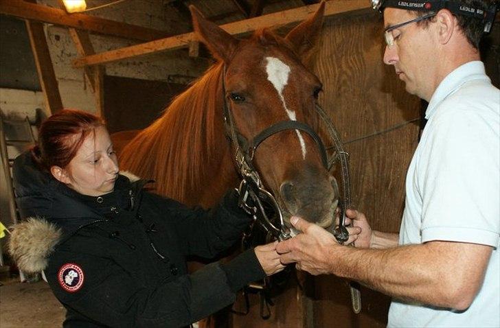 Traver Dream Haldbak billede 4