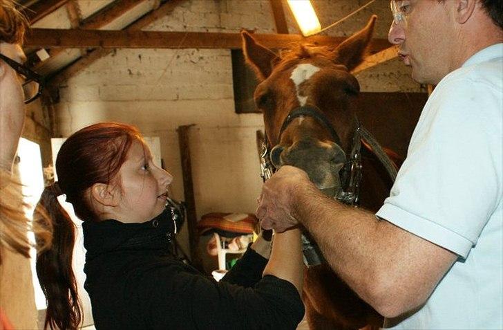 Traver Dream Haldbak billede 5