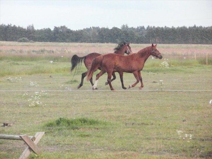 Traver Dream Haldbak billede 6