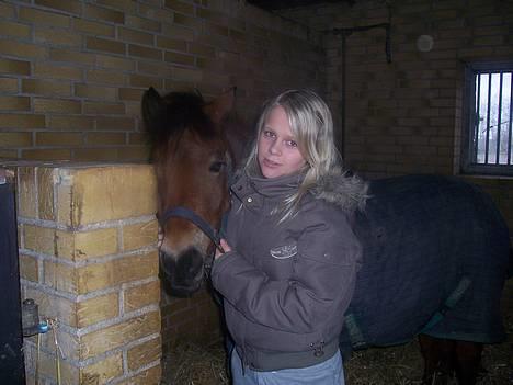 Dartmoor Molly Malone billede 2