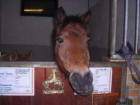 Dartmoor Molly Malone billede 5