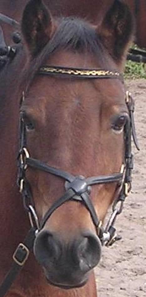 Dartmoor Molly Malone billede 6