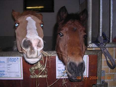 Dartmoor Molly Malone billede 7