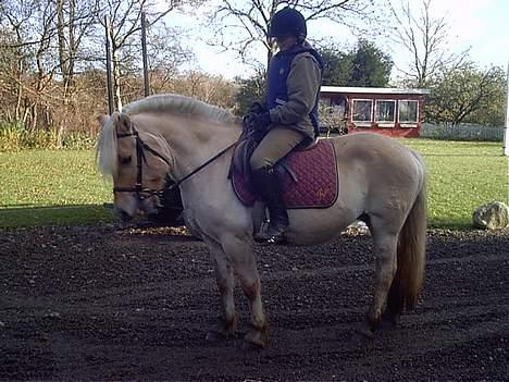 Fjordhest Rita - Rita og lena billede 1