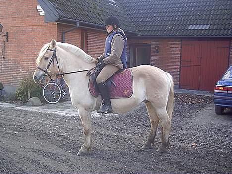Fjordhest Rita - lena og rita igen billede 2