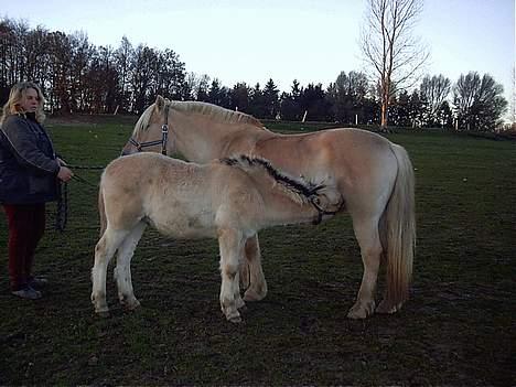 Fjordhest Rita - rita med hendes dejlige hingste føl Krølle billede 3