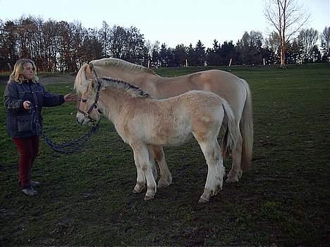 Fjordhest Rita - mig med mine 2 gul(d) klumper.. billede 4