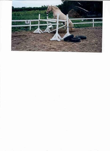 Fjordhest Rita - Hopla (springet er ca. 130 cm. billede 5