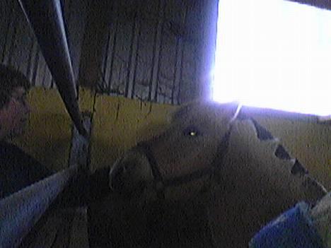 Fjordhest Felicia billede 1