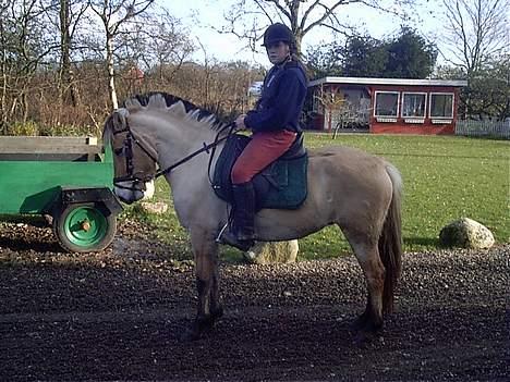 Fjordhest Felicia - Felicia og Signe billede 2
