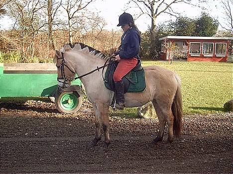 Fjordhest Felicia - feli kan godt... billede 3