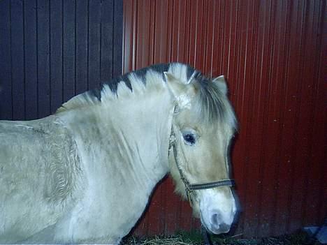 Fjordhest Felicia - Feli er træt billede 4