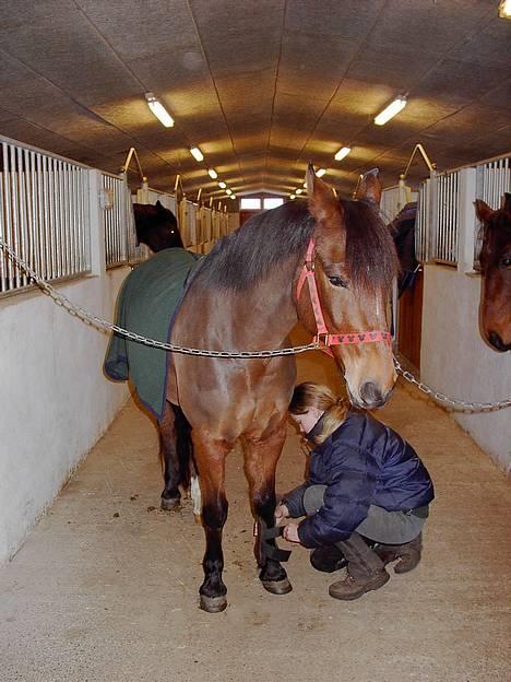 New Forest My Fair Turbo (solgt) - er han ikke bare lidt sød der hehe. lidt lang manet måske hehe billede 5